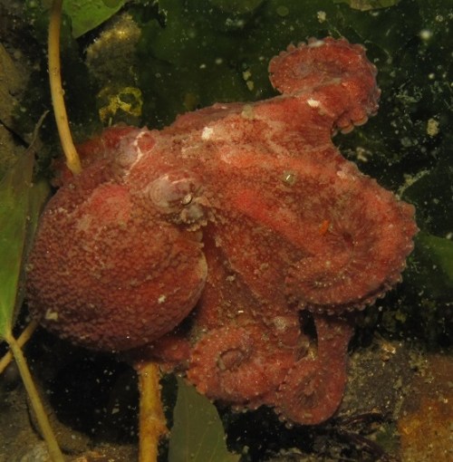 1. Red Octo