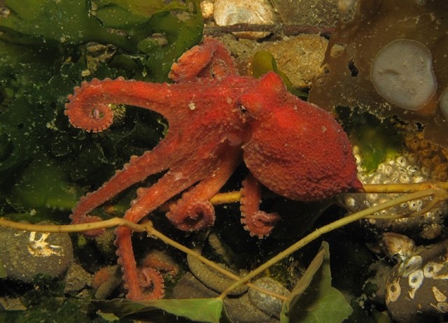 3. Creeping... Red Octo