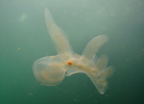 A highly imperfect, blurry hooded nudibranch -- one of my first caught on camera.