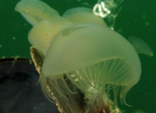 This one was among several discovered on the submerged buoy at Mukilteo, Nov. 2012. Mostly out of focus... and what is that white stuff anyway?