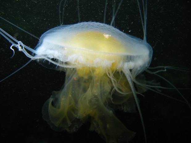 One of my best fried-egg jellies. But look, some micro alien vessel has landed on it uninvited.