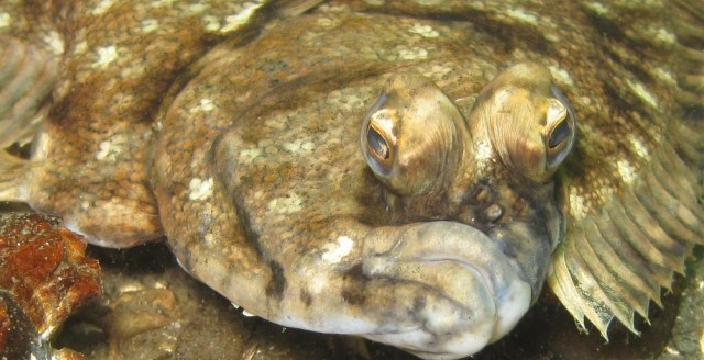 Despite his scowling face, this flatfish is not my nemesis.