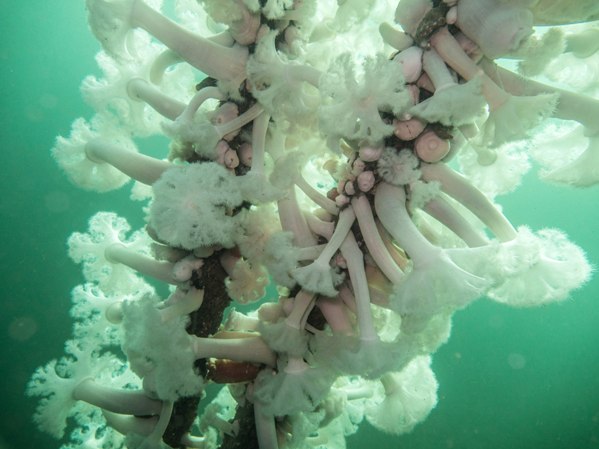 Metridium, Outer Reaches of Cove 2