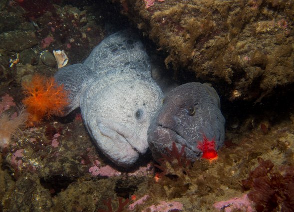 Wolf Eel Pair