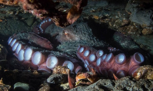 Giant Pacific Octopus