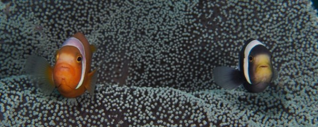 anemonefish for the finale