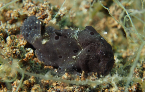 frogfish