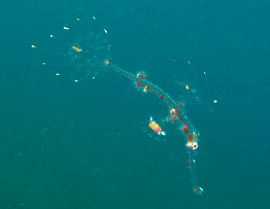baby ornate ghost-pipefish