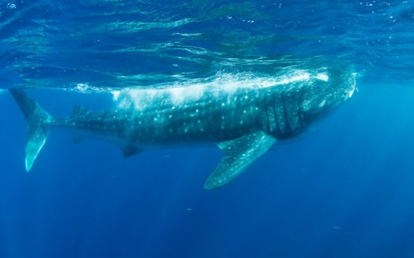 On the first day, the whale sharks were easily spotted feeding along the surface of the water. This particular whale shark was the only one we spotted after that first day, as seas had become increasingly rougher. That, and it was not actually "whale shark season."