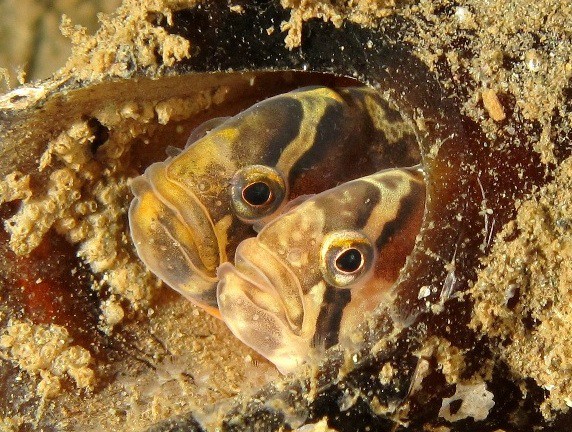 IMG_4569 - Copy ETSY