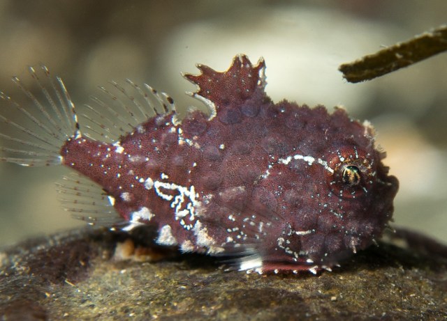 spiny lumpsucker relaxing