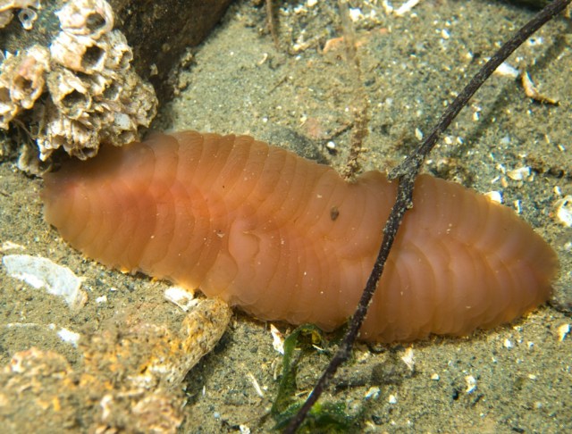 giant fleshy scaleworm