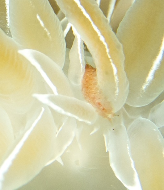 scaleworm on a white-lined dirona