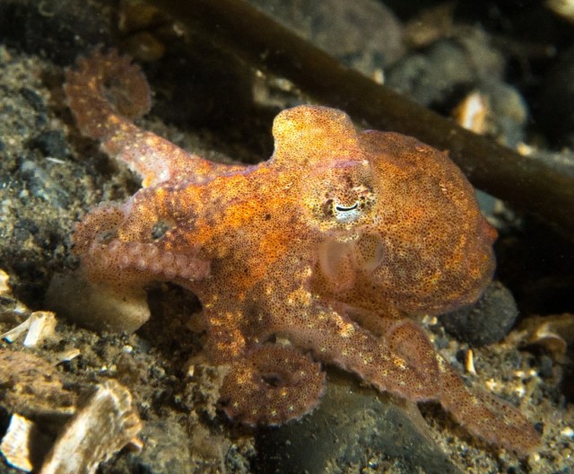 octo without attitude