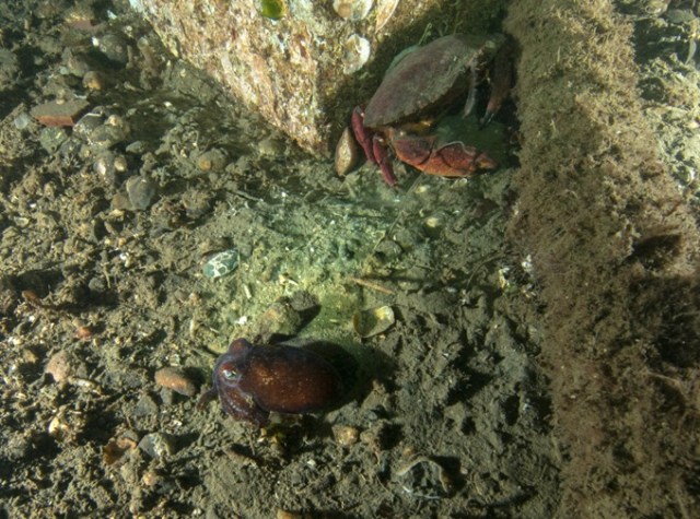 Monster stubby squid -- nearly as big as the red rock crab lurking nearby.