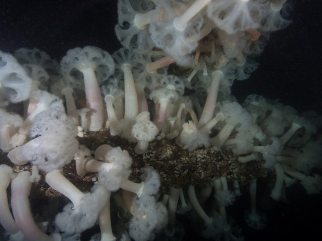 arc of the Metridium