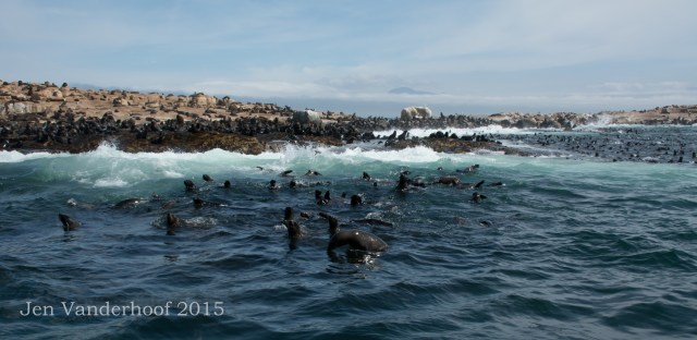 The Cape fur seal nursery near Simonstown, South Africa.