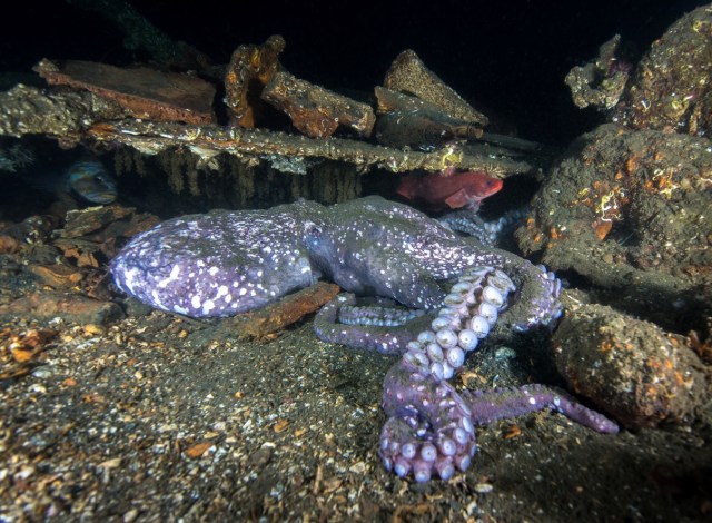 Female giant Pacific octopus, just after death; Cove 2, September.