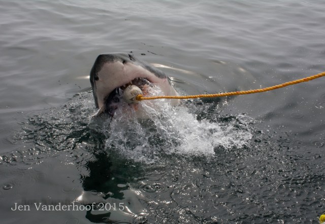 A white shark at the surface -- this one snagged the bait, but usually the bait is pulled away before they get a chance to actually eat it.