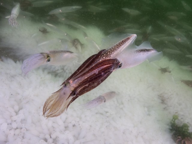 Mass spawning, opalescent squid; Redondo South, July