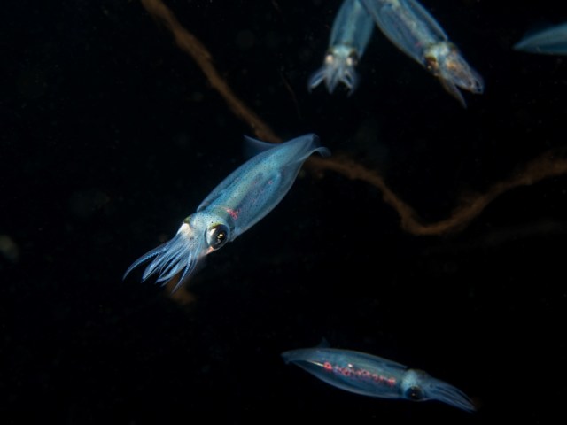 Juvenile opalescent squid, Three Tree North, August.