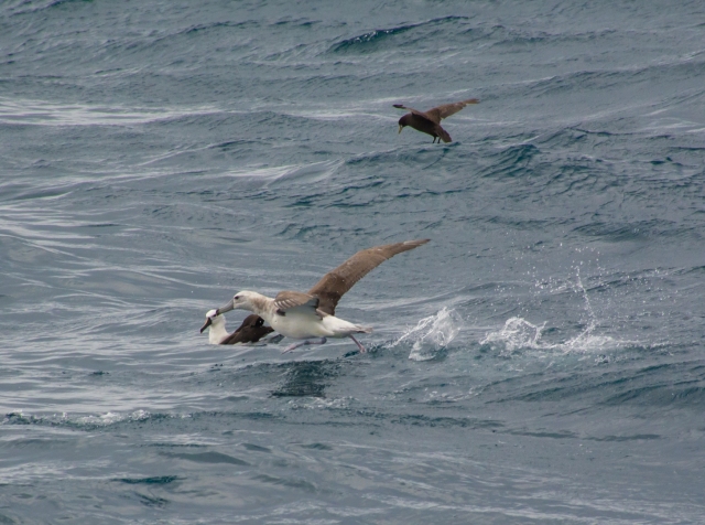 Atlantic Yellow-nosed Albatross and Black-browed Albatross!