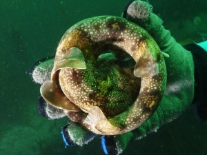 Shy catshark, being shy. Photo by Britta Siegers.