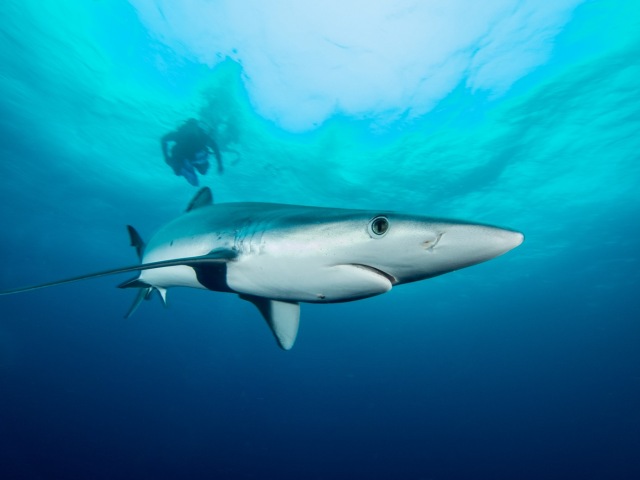 Blue shark with diver.