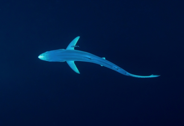 Blue shark with pilot fish, from above.