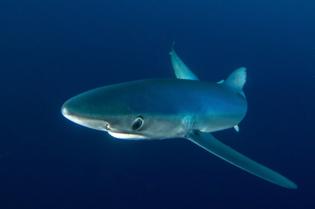 Blue shark curious about me.