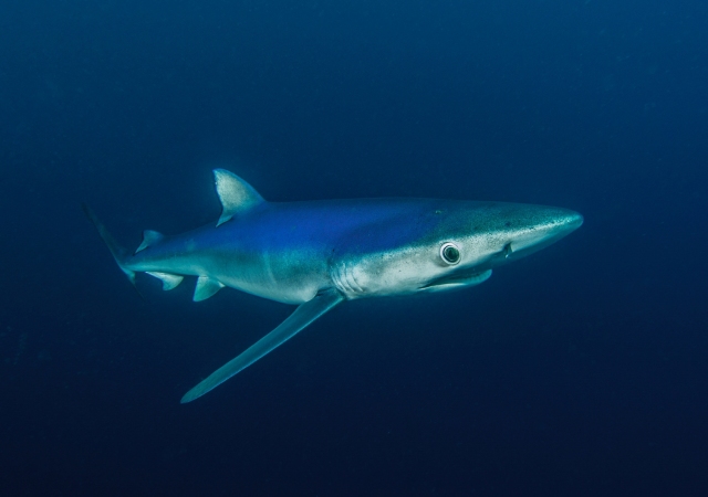 The beautiful blue shark, Prionace glauca.