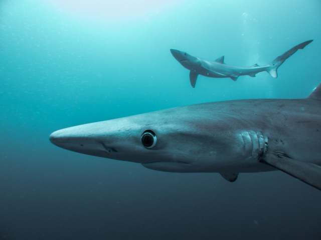 Two blue sharks.