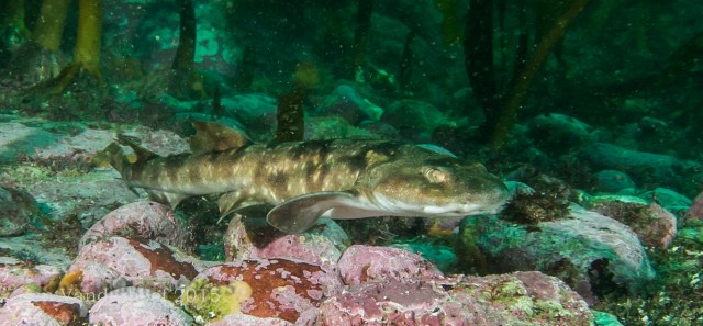 Sweet little shy catshark -- not being shy.